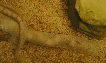 Peek-a-Deuce!