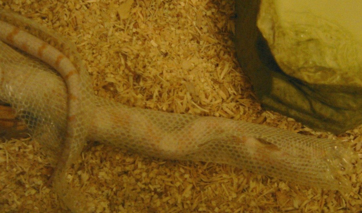Peek-a-Deuce!