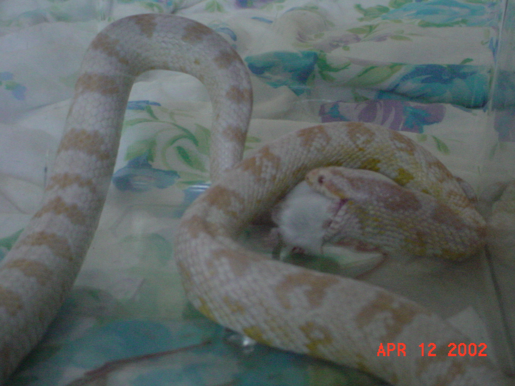 3 year old Deuce eating!