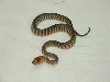 baby woma 1