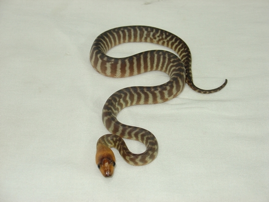 baby woma 2
