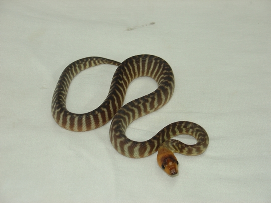 baby woma 3
