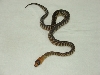 baby woma 4
