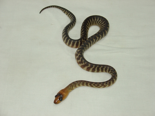 baby woma 4