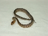 baby woma 14