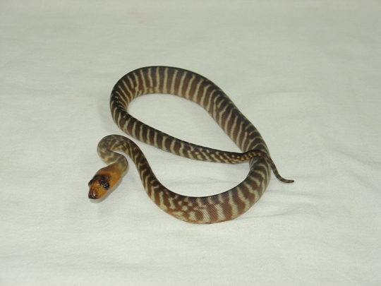 baby woma 14