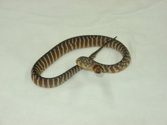 baby woma 15