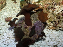 Saltwater - Austin Aquariums