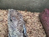 Jack's frill damage 2