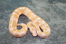 013albino1
