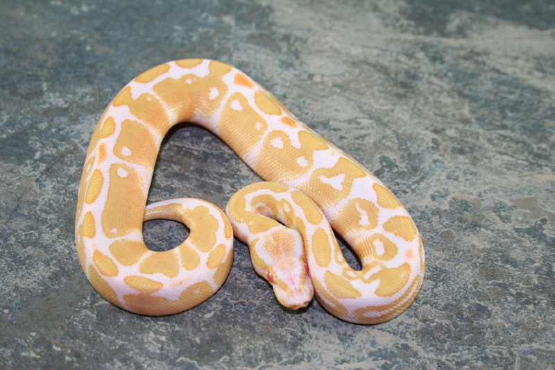 013albino1