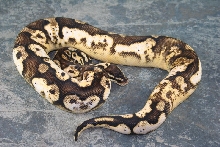pastel calico