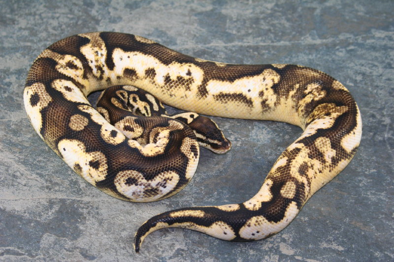 pastel calico