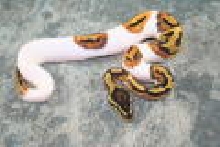 14 pied