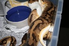 pied breeder 1