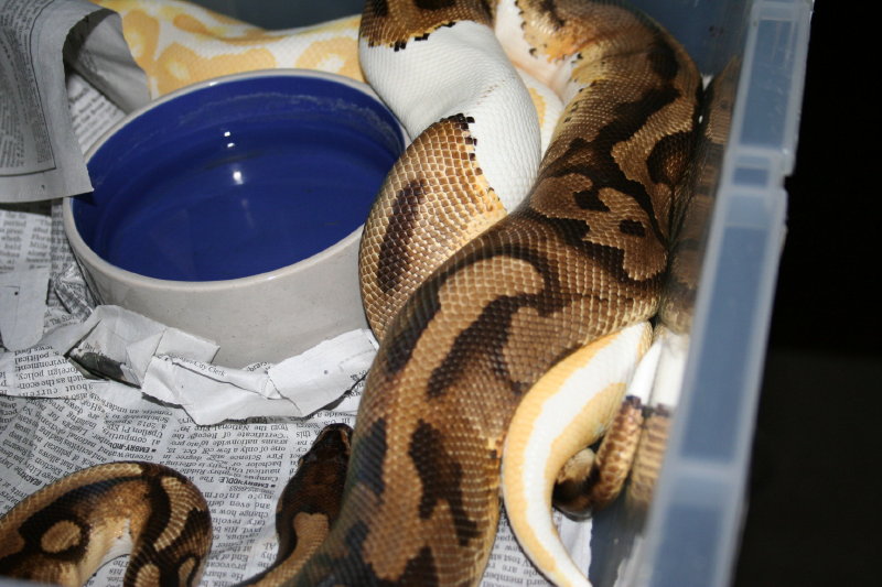 pied breeder 1