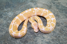 13albino2