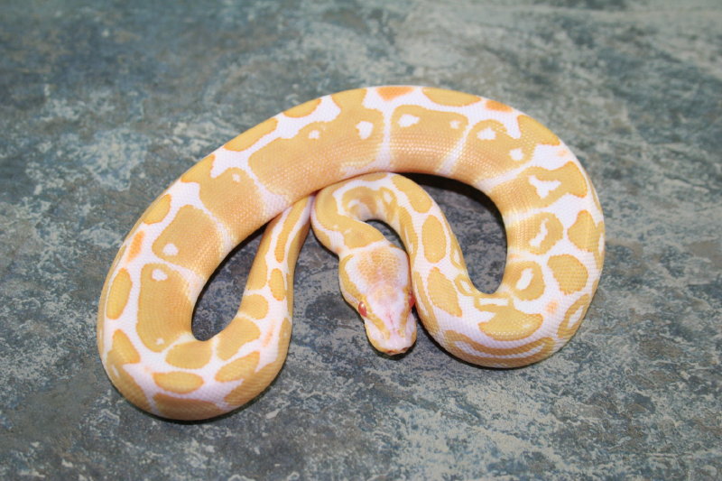 13albino2