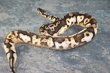 pastel calico 2