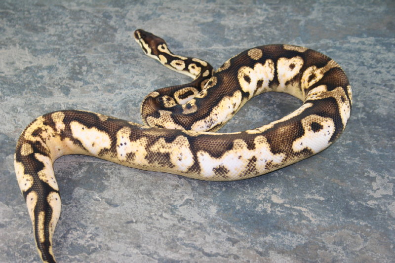 pastel calico 2