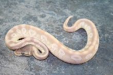 crystal female 2