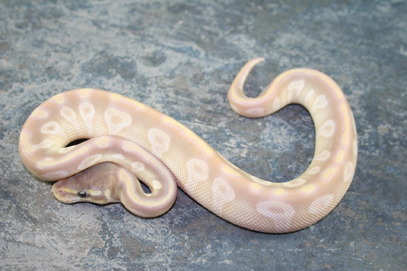 crystal female 2