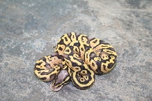 super pastel pied