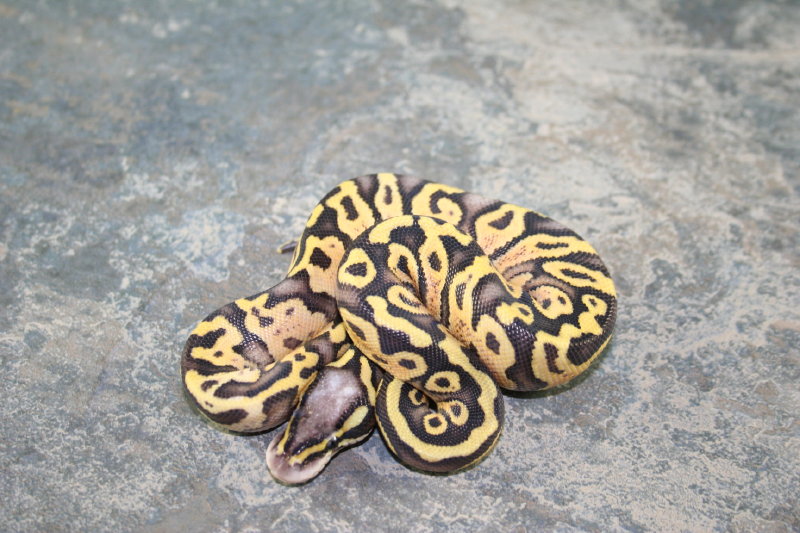 super pastel pied