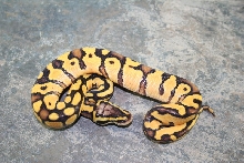 pastel enchi 2