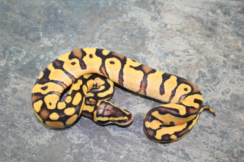 pastel enchi 2