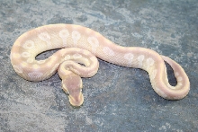 crystal female 1