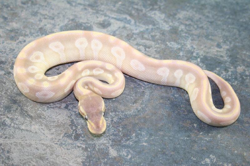 crystal female 1