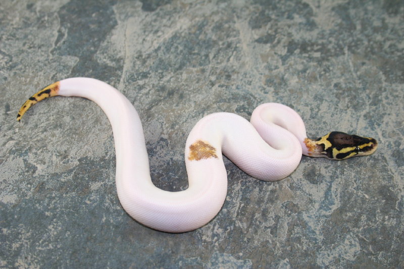 pastel pied 1