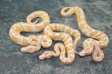 3 albinos