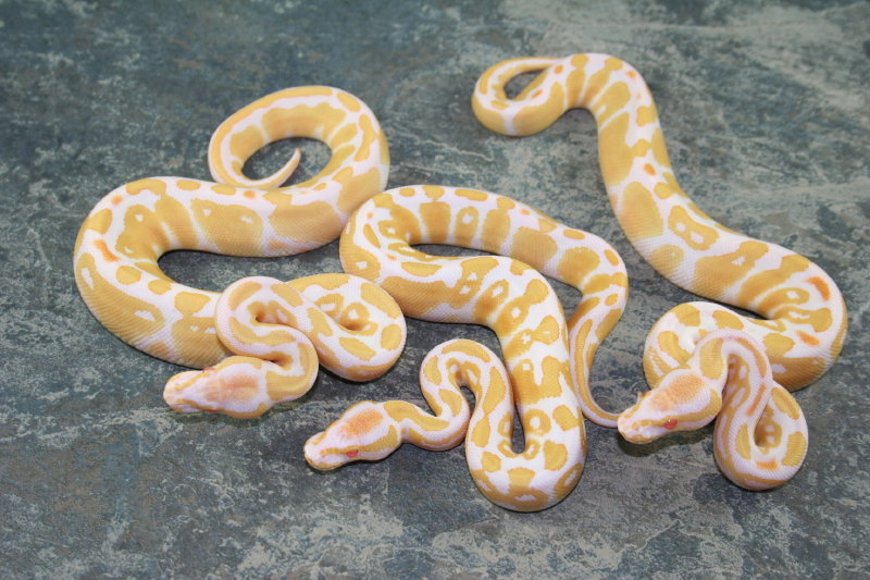 3 albinos