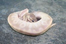 male crystal