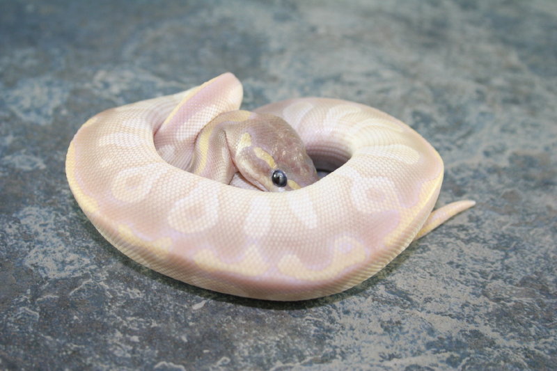 male crystal