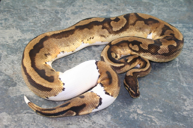 pied