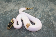 pastel pied 22