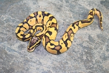 pastel enchi 1