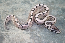 axanthic spider