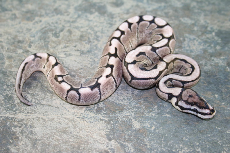 axanthic spider