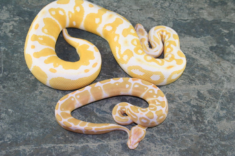 13albino3