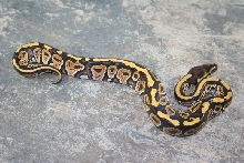 mystic male