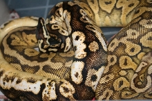 pastel calico 3