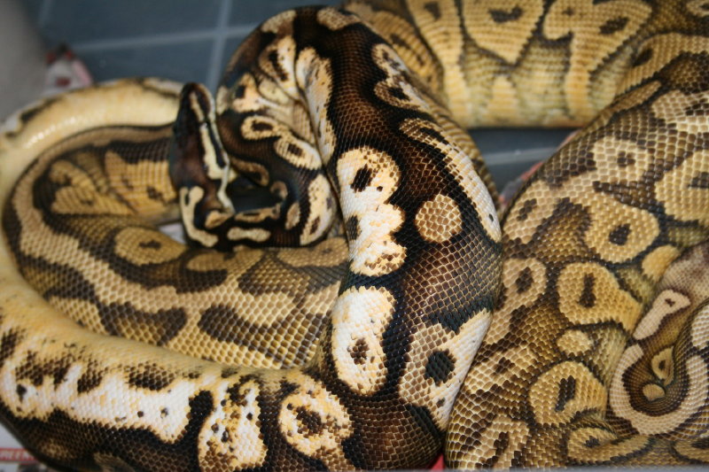 pastel calico 3