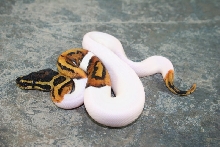 pied male 1