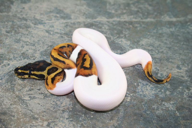 pied male 1