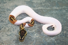 pied male 2