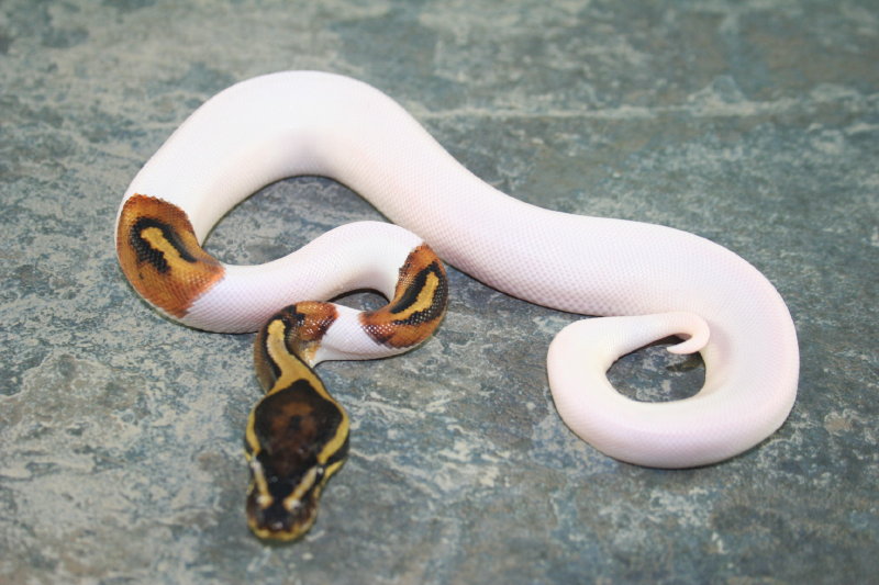 pied male 2